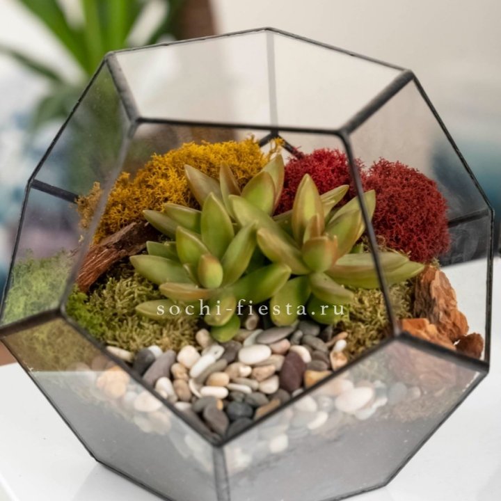 Флорариум “Додекаэдр” с суккулентом Седум в Набережных Челнах