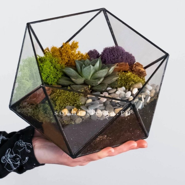 Флорариум “Икосаэдр” с суккулентом Каменная Роза в Набережных Челнах