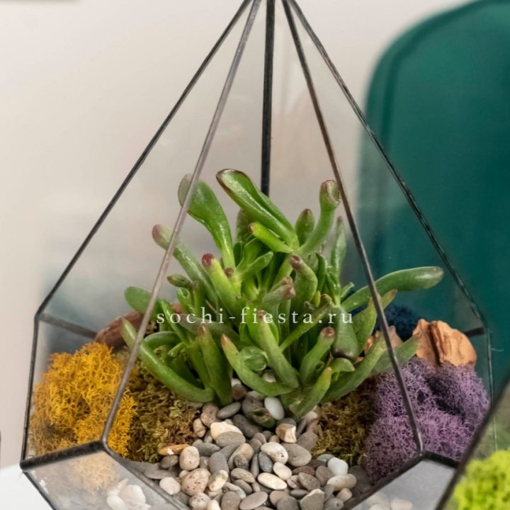 Флорариум “Капля” с суккулентом Крассула Хоббит в Набережных Челнах