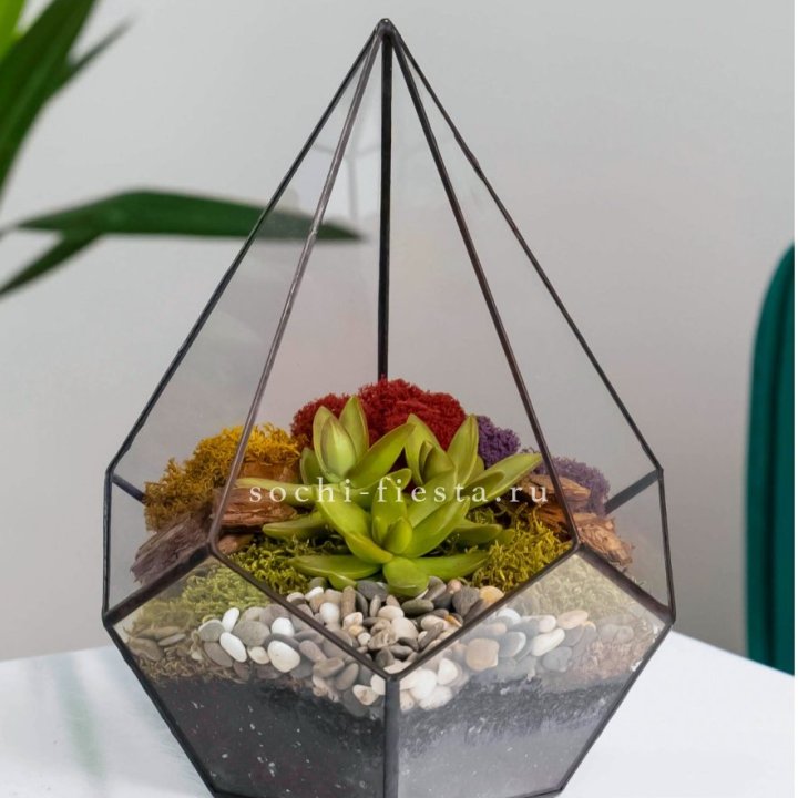 Флорариум Капля с суккулентом в Набережных Челнах
