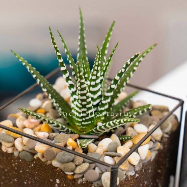 Флорариум Кубик с суккулентом Хавортия в Набережных Челнах