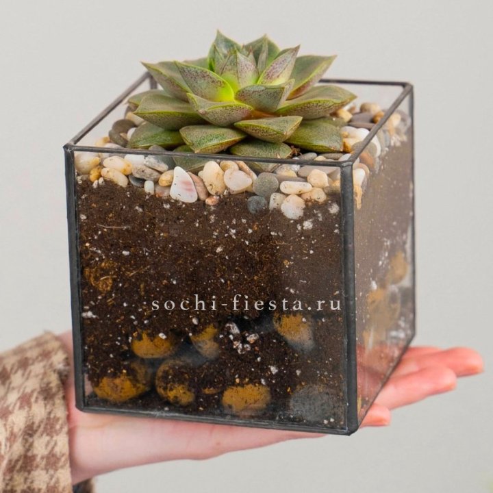 Флорариум Кубик с суккулентом Каменная роза в Набережных Челнах