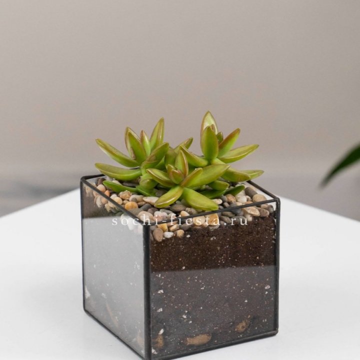 Флорариум Кубик с суккулентом Седум в Набережных Челнах