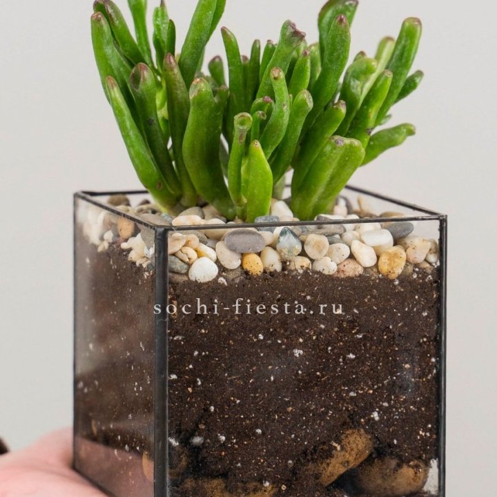 Флорариум Кубик с суккулентом Хоббит в Набережных Челнах