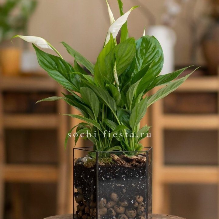 Спатифиллум в кашпо Пятиугольник в Набережных Челнах