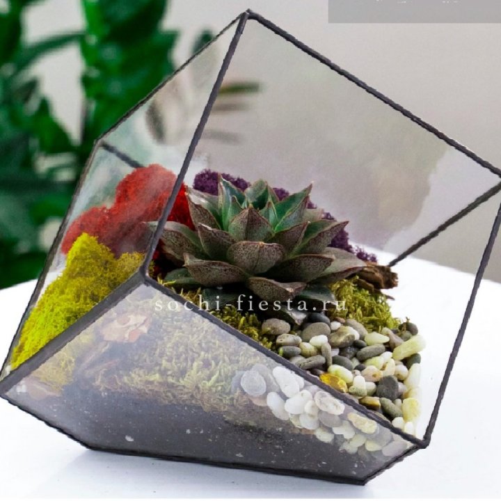 Флорариум Куб усеченный с суккулентом Каменная роза в Набережных Челнах