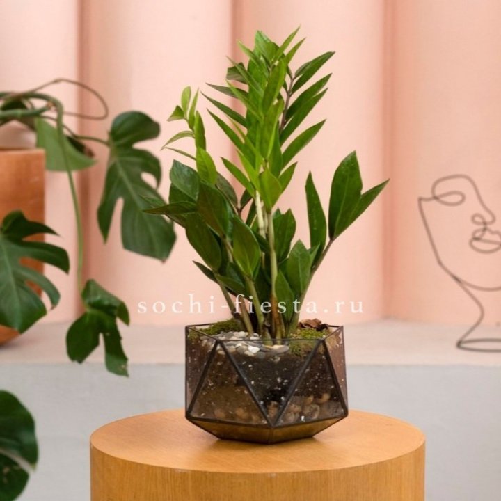 Замиокулькас в кашпо Икосаедр в Набережных Челнах