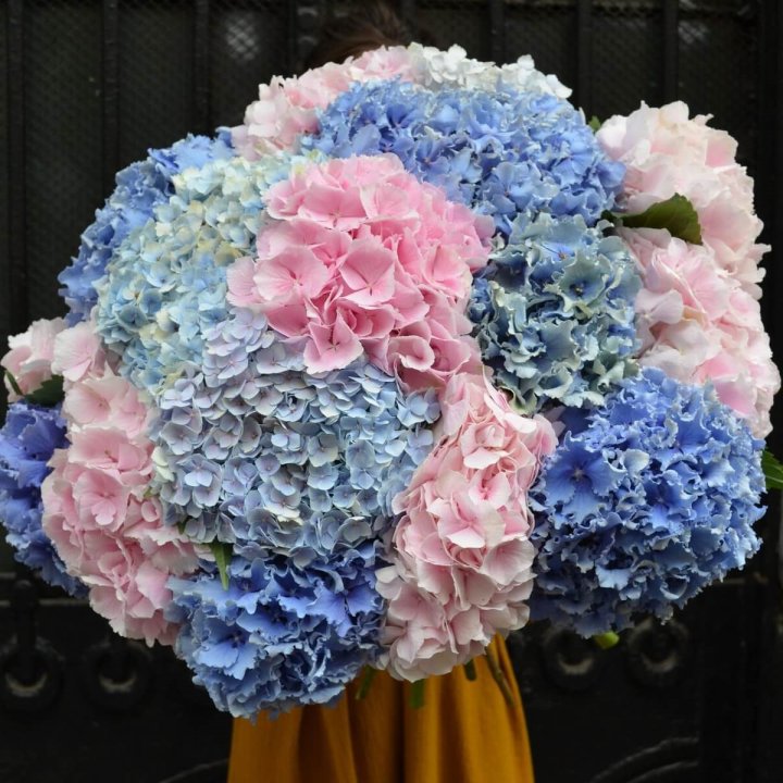 Букет гортензий "Фонтан" в Набережных Челнах