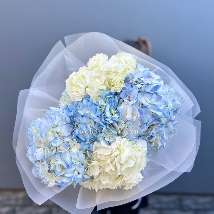 5 бело-голубых гортензий в Набережных Челнах