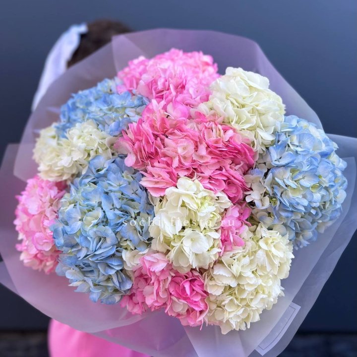 11 гортензий микс в Набережных Челнах