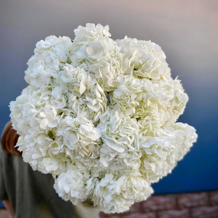Охапка белой гортензии в Набережных Челнах