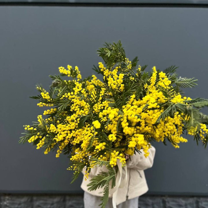 Охопка мимозы в Набережных Челнах