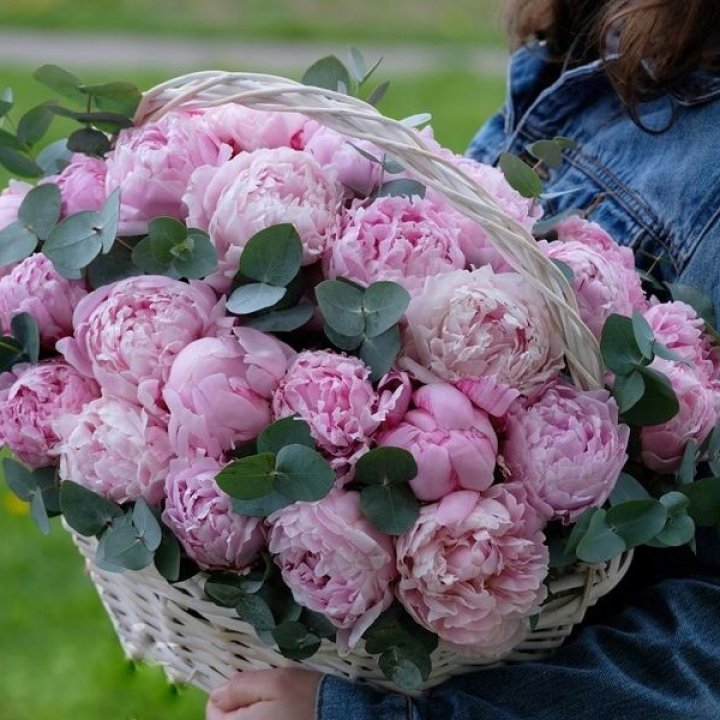 51 пион в корзине в Набережных Челнах