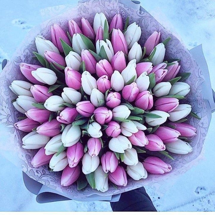 101 тюльпан "Лолипоп" в Набережных Челнах